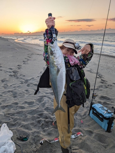 ワラサの釣果