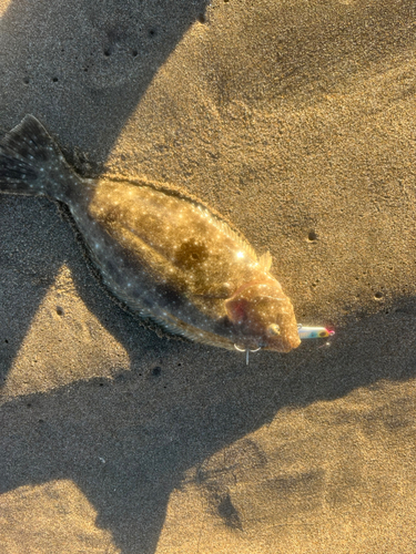 ソゲの釣果