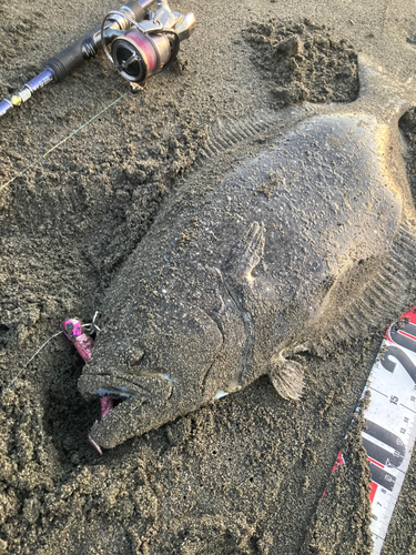 ヒラメの釣果