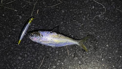 コノシロの釣果