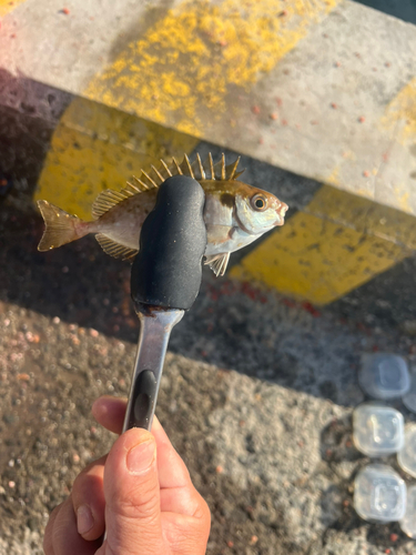 アイゴの釣果