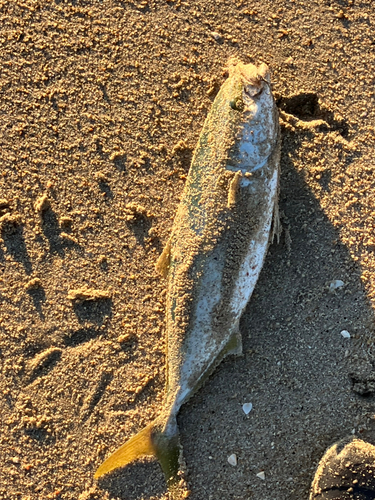 イナダの釣果