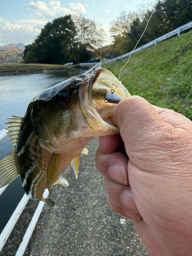 ラージマウスバスの釣果