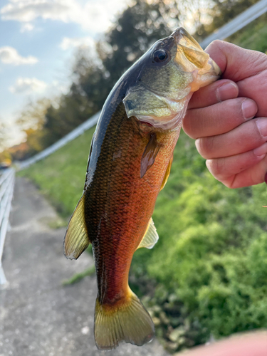 ラージマウスバスの釣果