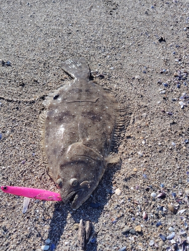 ヒラメの釣果