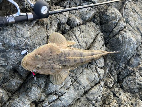 マゴチの釣果