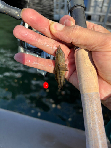 シモフリシマハゼの釣果