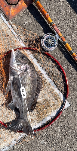 クロダイの釣果