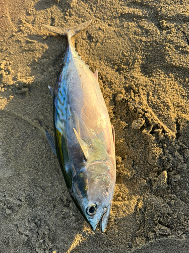 カツオの釣果