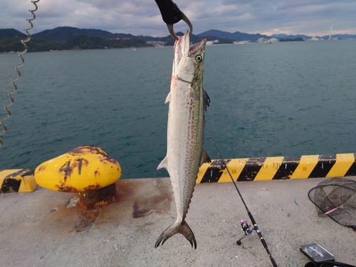 サゴシの釣果