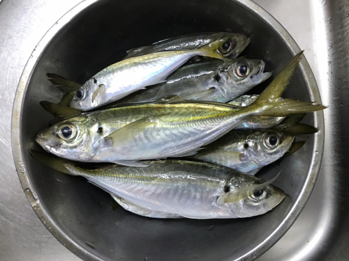 アジの釣果