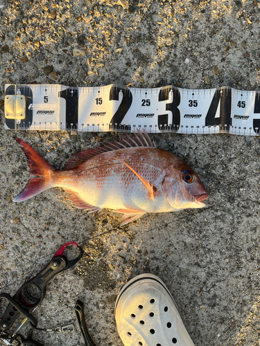 マダイの釣果