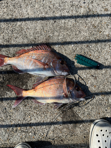 マダイの釣果