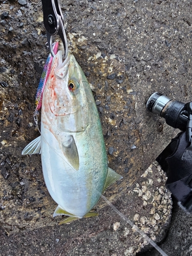 ヤズの釣果