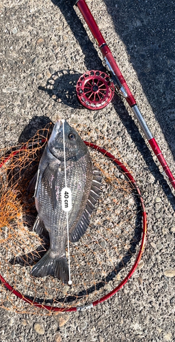 クロダイの釣果