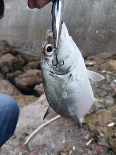 メッキの釣果