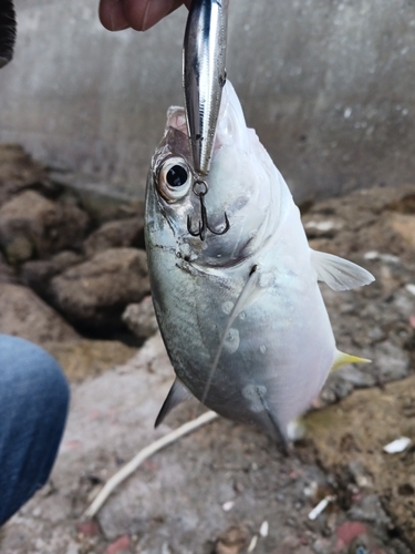 メッキの釣果