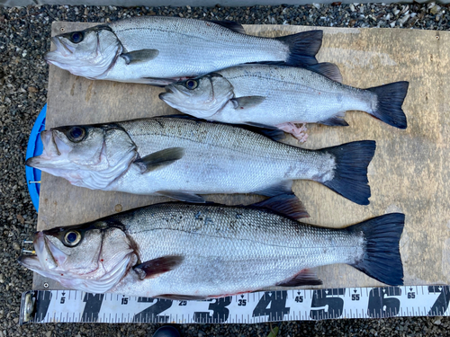 セイゴ（ヒラスズキ）の釣果