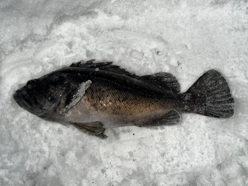 クロソイの釣果