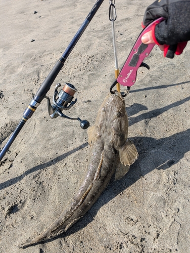 マゴチの釣果