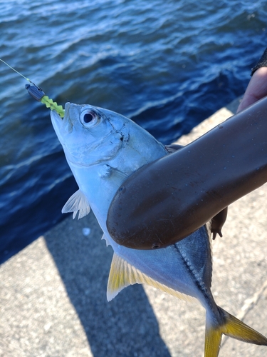 メッキの釣果