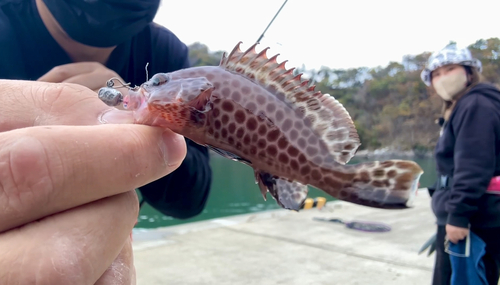 オオモンハタの釣果