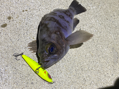 メバルの釣果