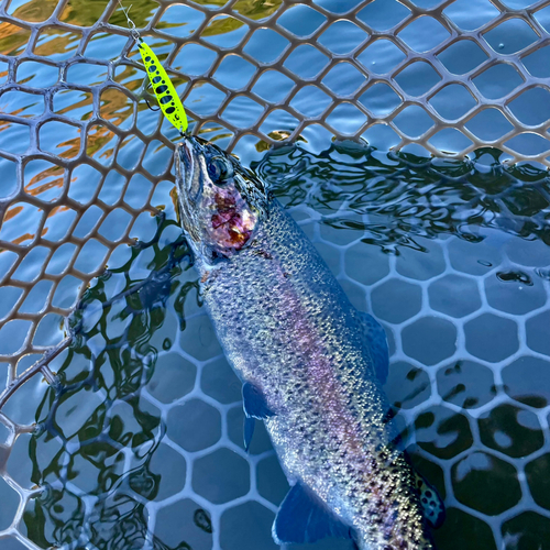 ニジマスの釣果