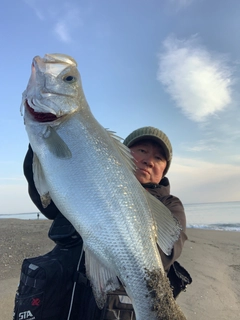 ヒラスズキの釣果