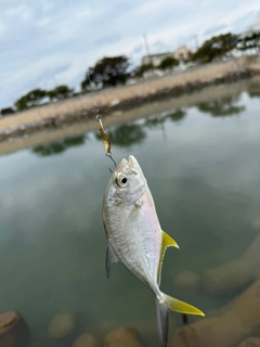 ロウニンアジの釣果