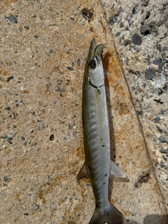 オニカマスの釣果