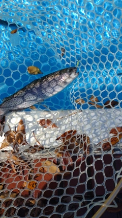 レインボートラウトの釣果