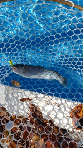 レインボートラウトの釣果