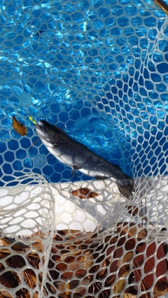 レインボートラウトの釣果