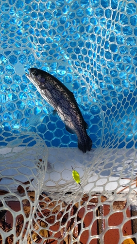 レインボートラウトの釣果