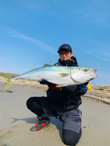 ブリの釣果