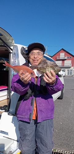 ハナダイの釣果