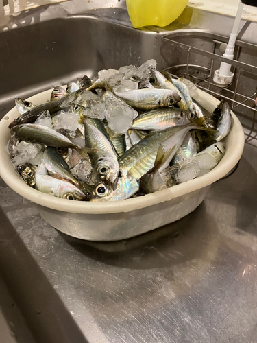 アジの釣果