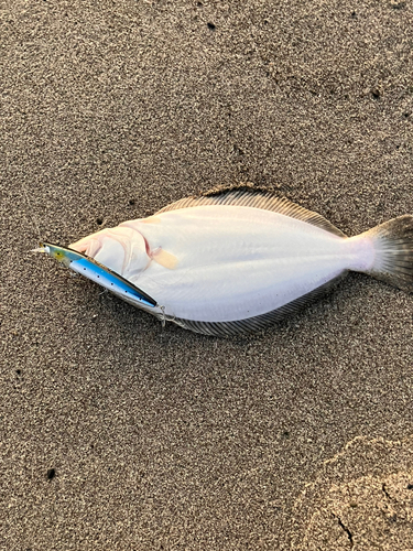 ヒラメの釣果