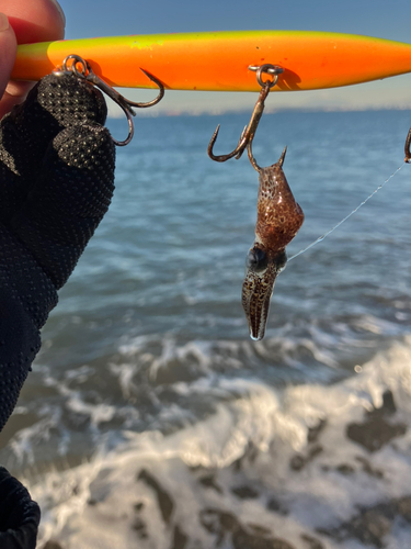 イカの釣果