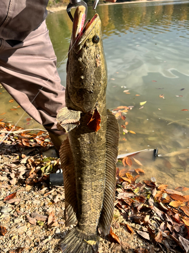 ライギョの釣果