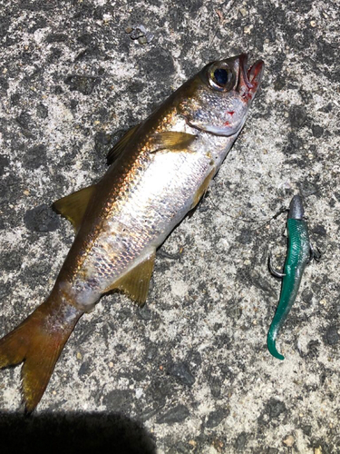 クロムツの釣果