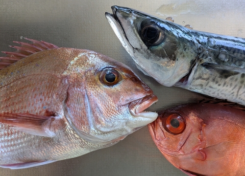 マダイの釣果