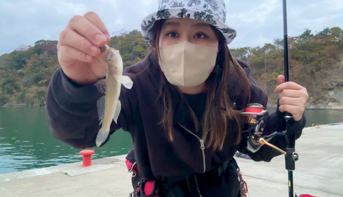 マハゼの釣果