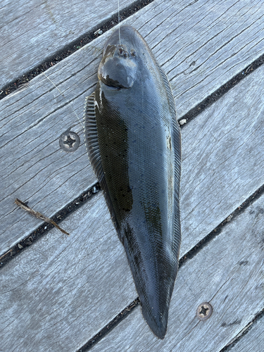 シタビラメの釣果