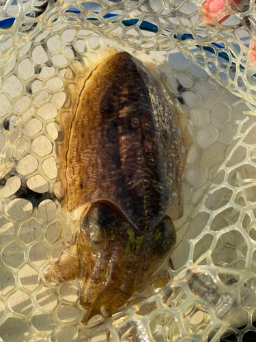 コウイカの釣果