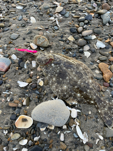 ソゲの釣果