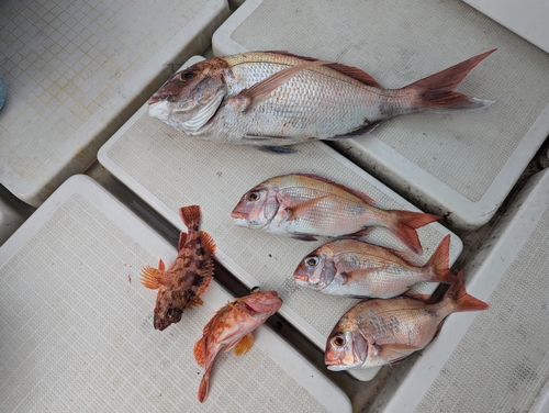 タイの釣果