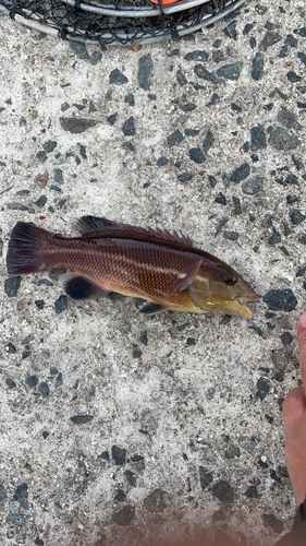 コブダイの釣果