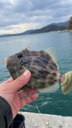 カワハギの釣果